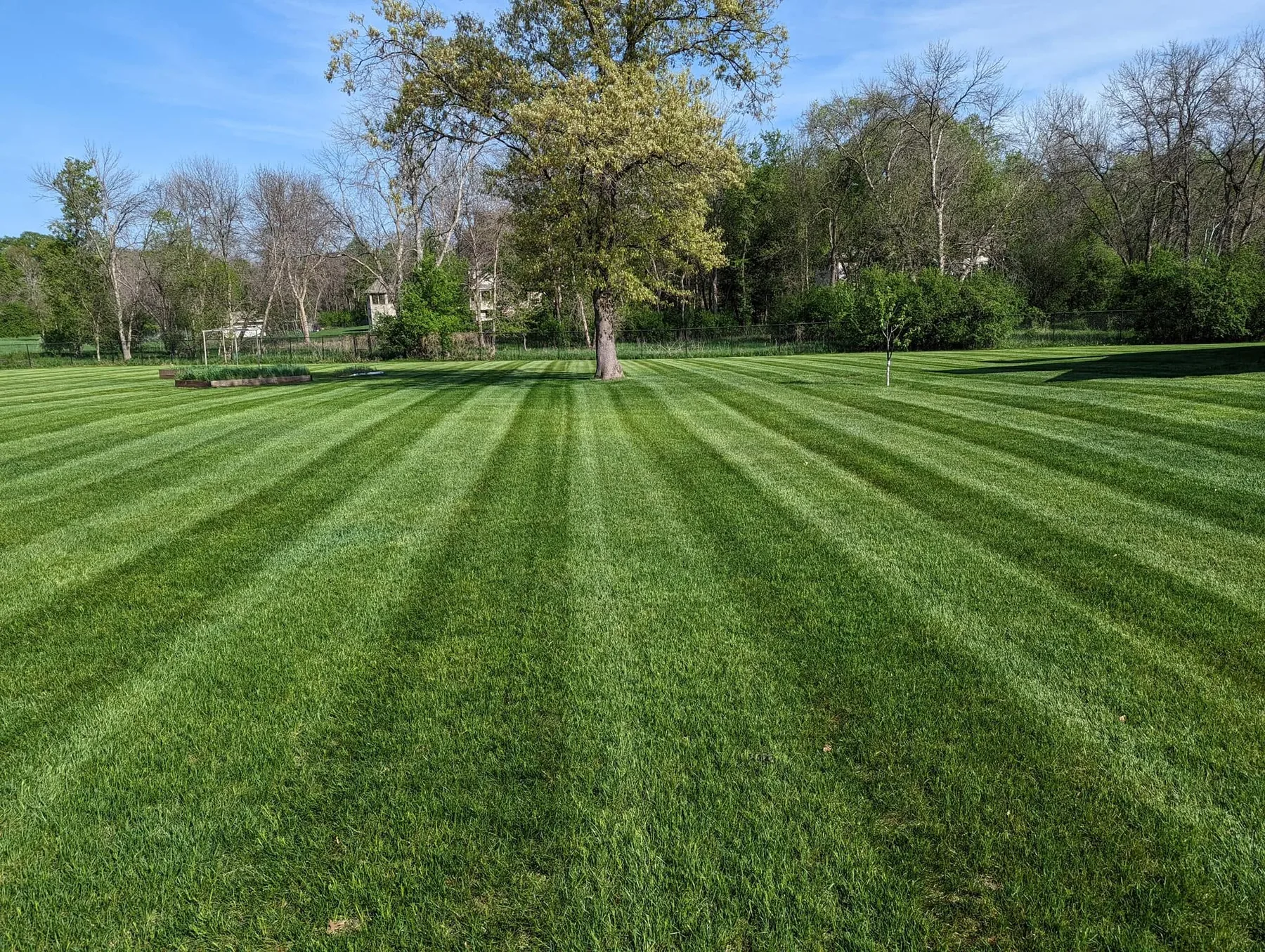 Freshly mowed lawn with neat stripes